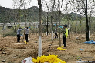 北京興延高速昌平段完成6600畝樹木栽植，構筑京北綠色生態走廊