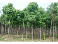 河南省太康縣國新苗木種植專業合作社 優質速生楸樹，規格齊全，大量供應